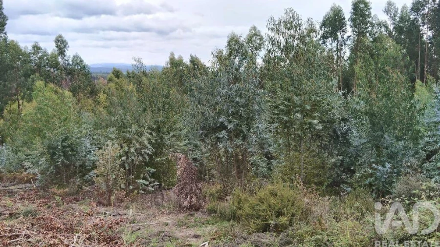 Terreno para Venda em Graça