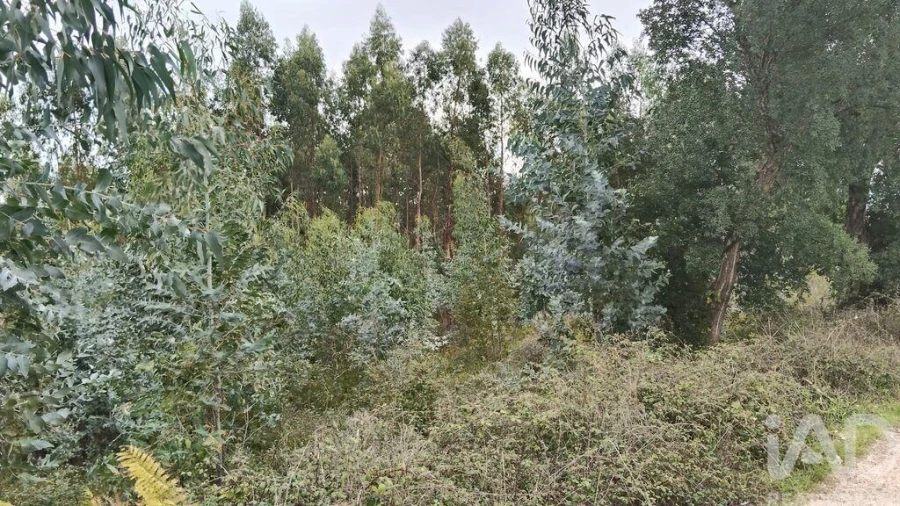 Terreno para Venda em Graça Foto 2
