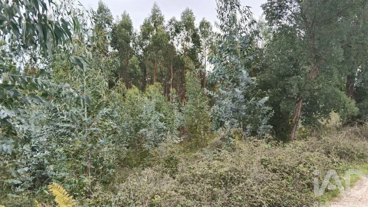 Terreno para Venda em Graça Foto 2