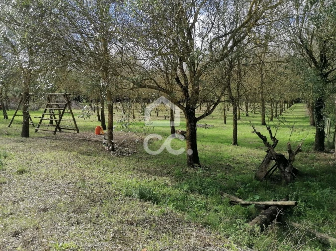 Moradia T4 para Venda em Peral Foto 51