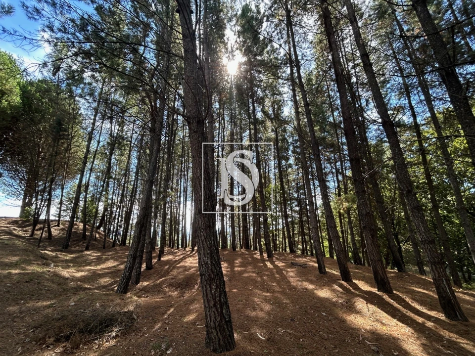 Quinta T6 para Venda em Santa Comba Dão e Couto do Mosteiro Foto 51