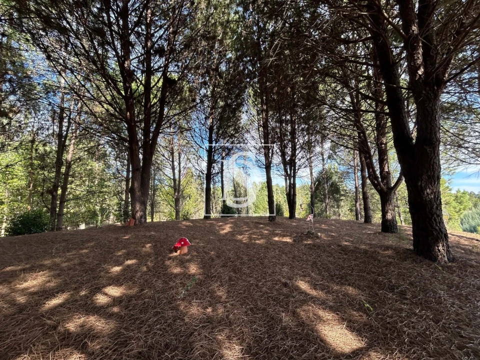 Quinta T6 para Venda em Santa Comba Dão e Couto do Mosteiro Foto 53