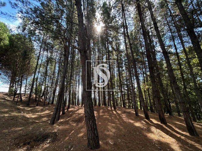 Quinta T6 para Venda em Santa Comba Dão e Couto do Mosteiro Foto 51