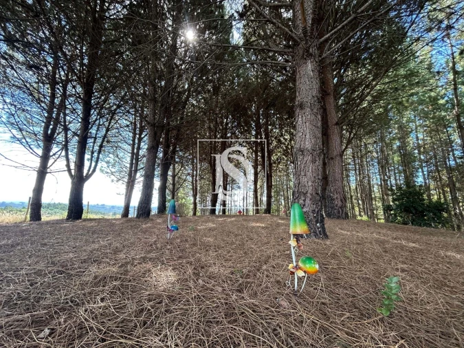 Quinta T6 para Venda em Santa Comba Dão e Couto do Mosteiro Foto 55