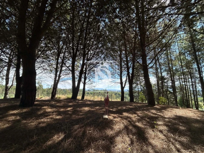 Quinta T6 para Venda em Santa Comba Dão e Couto do Mosteiro Foto 52