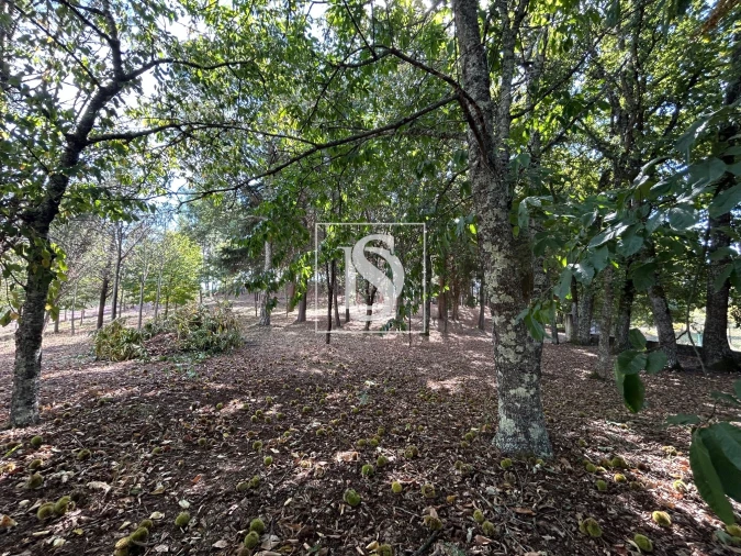 Quinta T6 para Venda em Santa Comba Dão e Couto do Mosteiro Foto 49