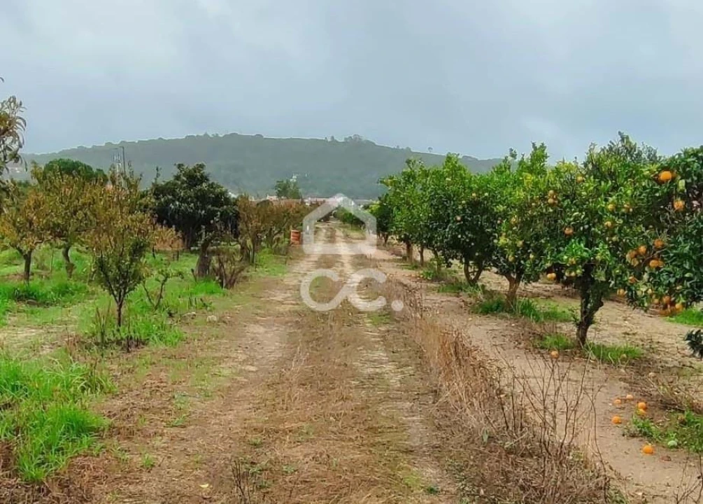 Terreno para Venda em Quinta do Anjo Foto 2