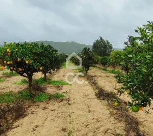 Terreno para Venda em Quinta do Anjo