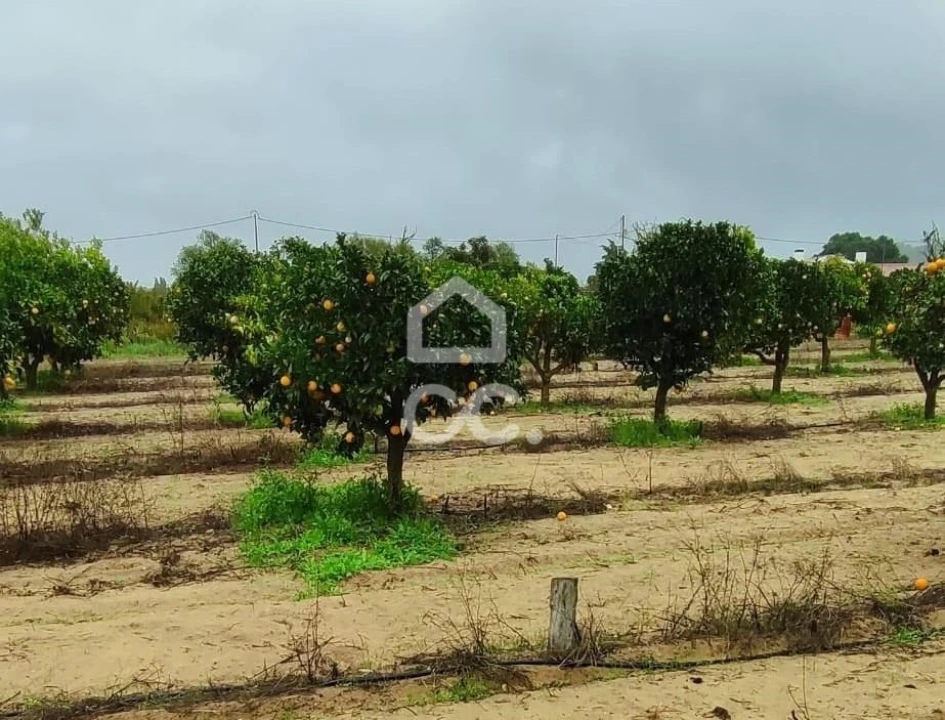 Terreno para Venda em Quinta do Anjo Foto 9