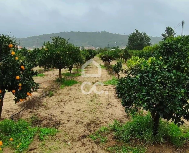 Terreno para Venda em Quinta do Anjo Foto 6