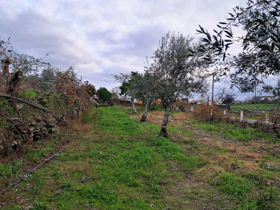Quinta T5 para Venda em Fortios Foto 13