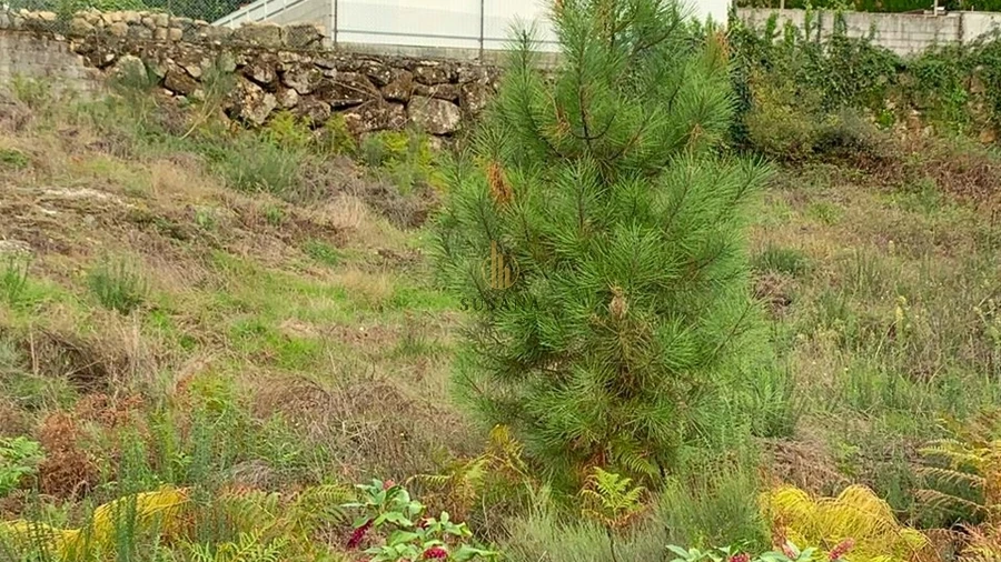 Terreno para Venda em Abraveses