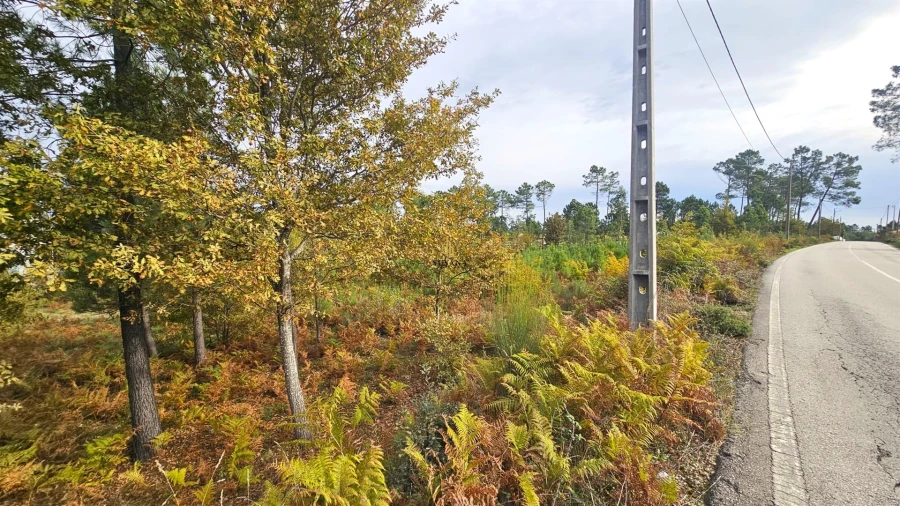 Terreno Comércio / Armazém para Venda em Campo Foto 5