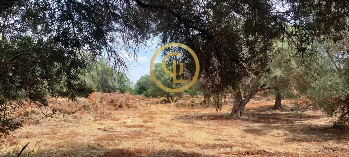 Terreno para Venda em Alte Foto 12