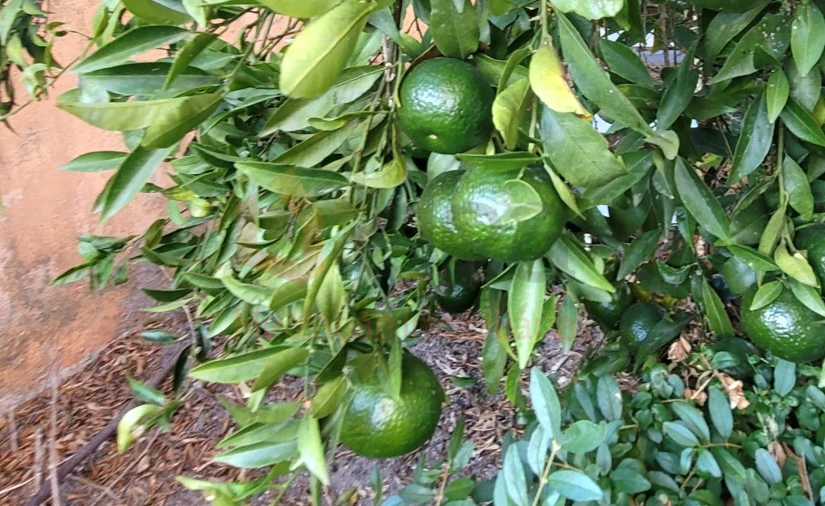 Moradia T3 para Venda em Amora Foto 40