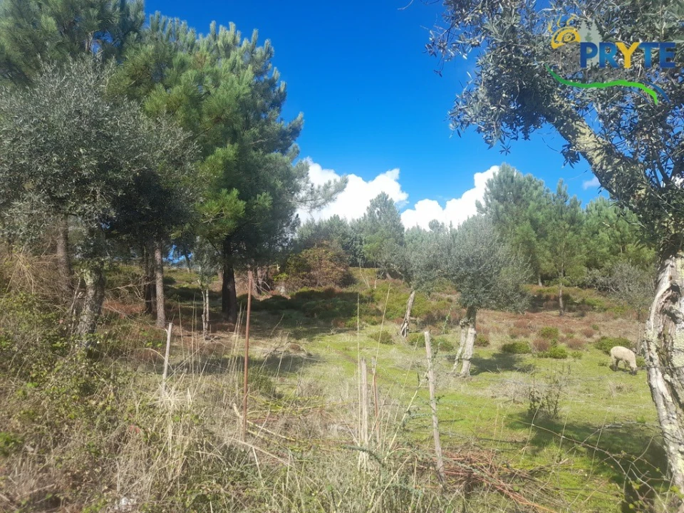 Terreno para Venda em Proença-A-Nova e Peral Foto 13