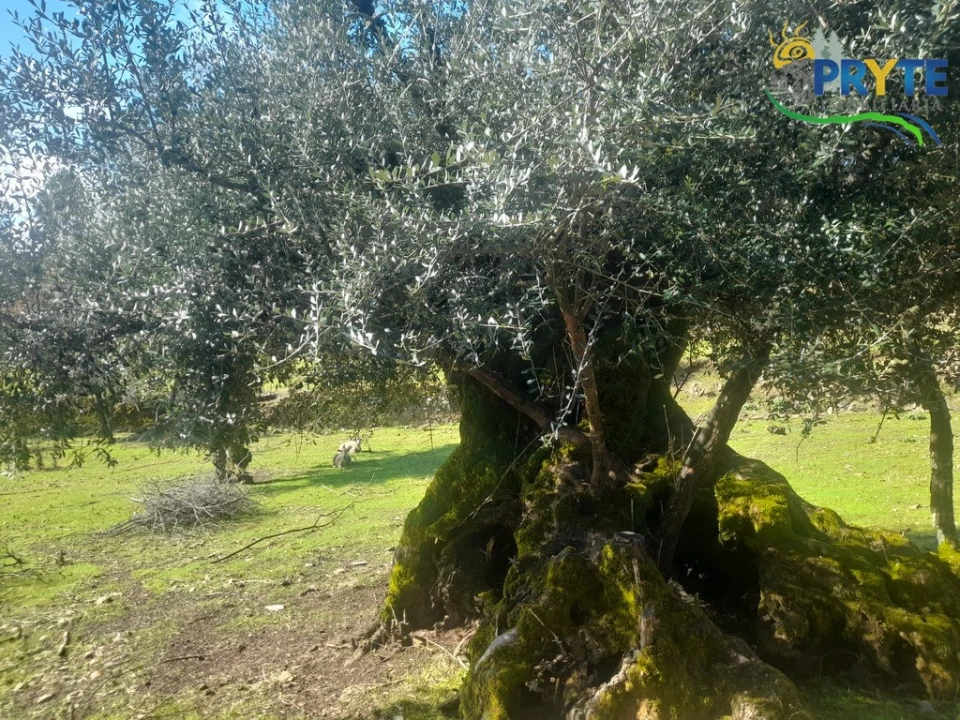 Terreno para Venda em Proença-A-Nova e Peral Foto 18