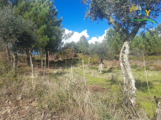 Terreno para Venda em Proença-A-Nova e Peral Foto 15