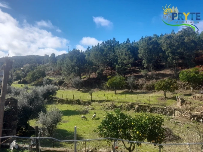 Terreno para Venda em Proença-A-Nova e Peral Foto 19