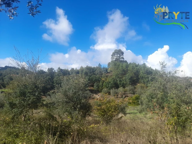 Terreno para Venda em Proença-A-Nova e Peral Foto 12