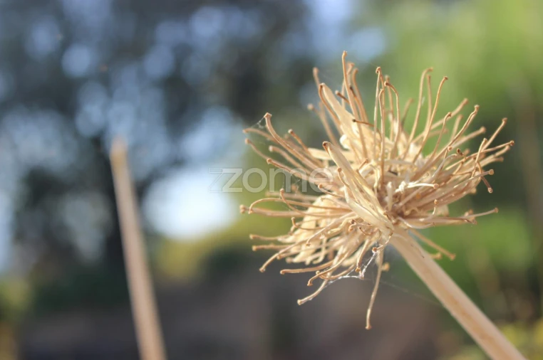 Negócio para Venda em Abrunhosa-A-Velha Foto 40