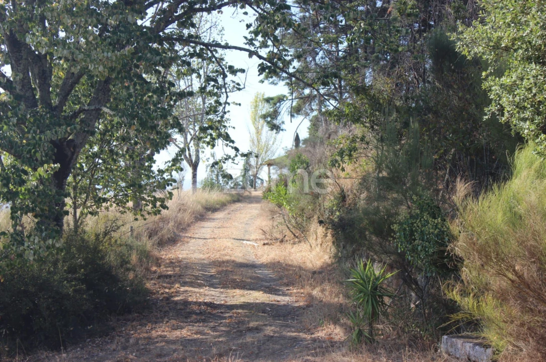 Negócio para Venda em Abrunhosa-A-Velha Foto 62