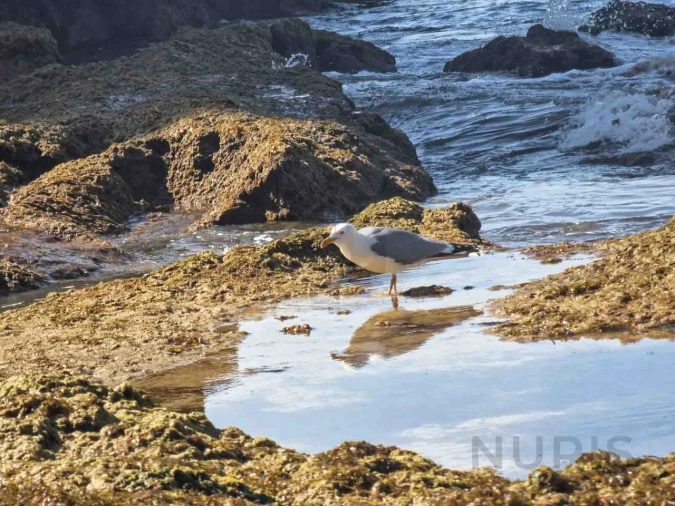 Apartamento T3 para Venda em Alvor Foto 17