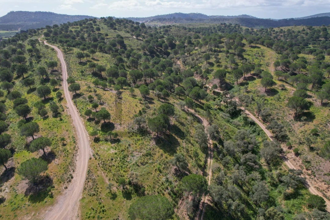 Terreno para Venda em São Bartolomeu de Messines Foto 33