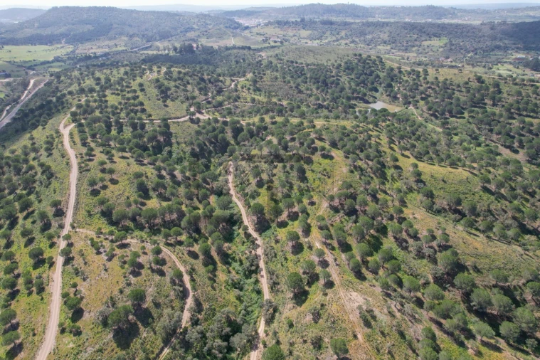 Terreno para Venda em São Bartolomeu de Messines Foto 29