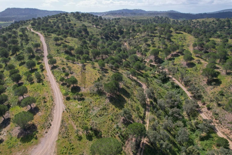 Terreno para Venda em São Bartolomeu de Messines Foto 33