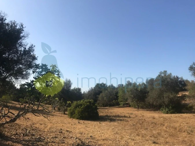 Terreno Agricola ou Rústico para Venda em Algoz e Tunes Foto 14