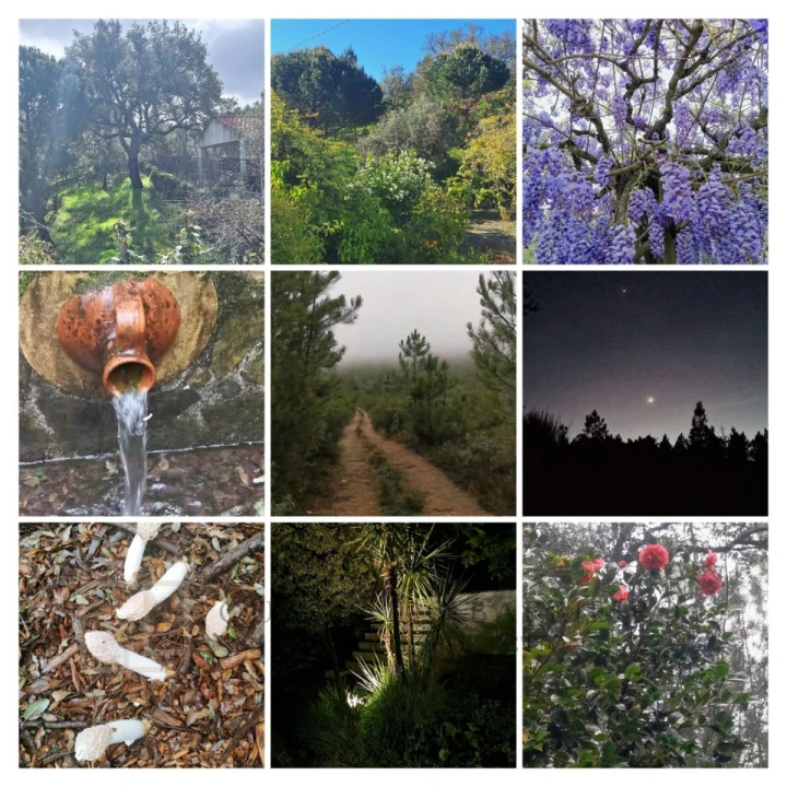 Quinta T3 para Venda em São Salvador da Aramenha Foto 52