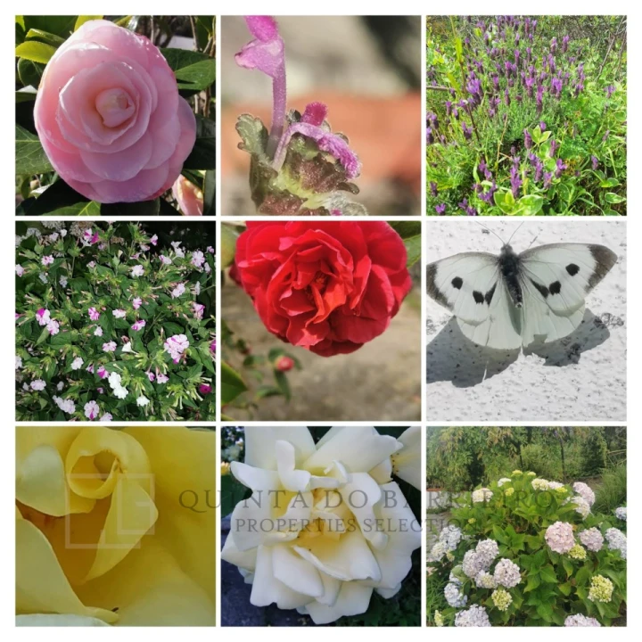 Quinta T3 para Venda em São Salvador da Aramenha Foto 54