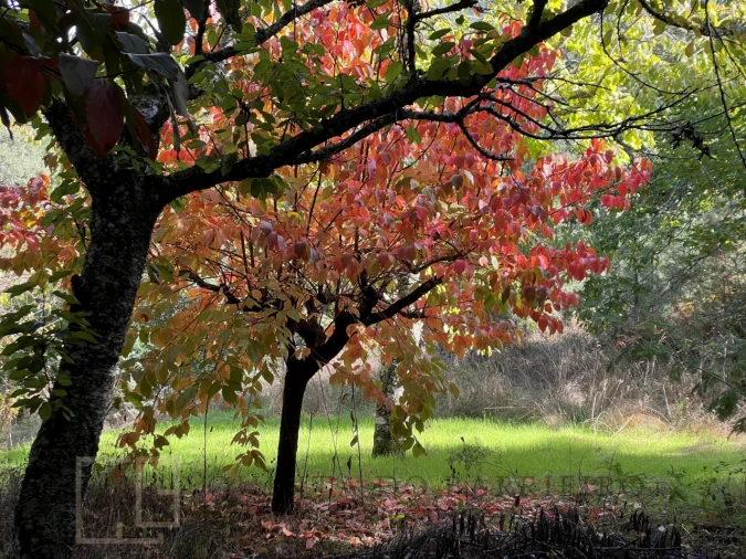Quinta T3 para Venda em São Salvador da Aramenha Foto 4