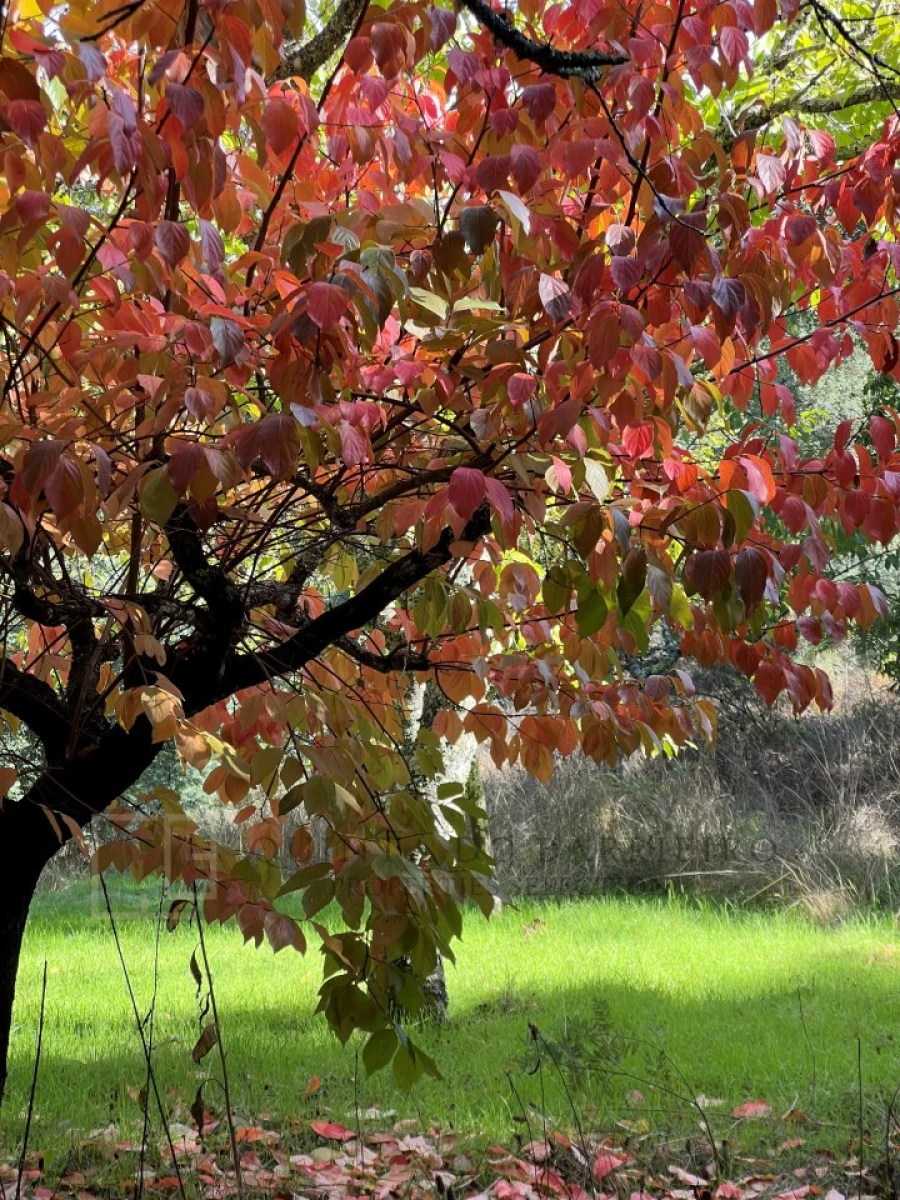 Quinta T3 para Venda em São Salvador da Aramenha Foto 29