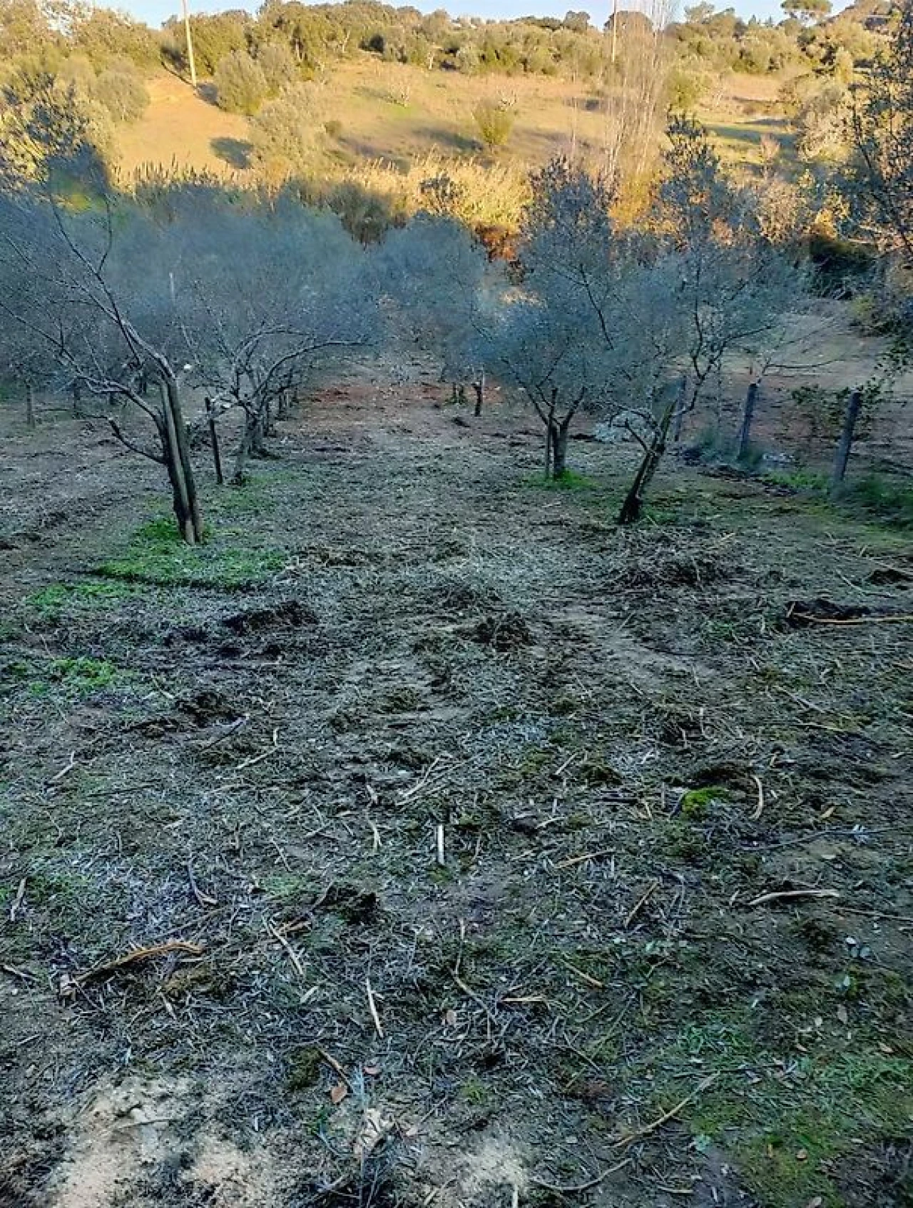 Terreno para Venda em Torres Novas (Santa Maria, Salvador e Santiago) Foto 8