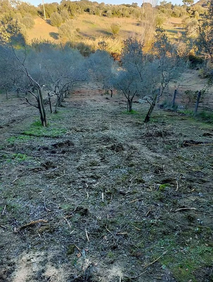 Terreno para Venda em Torres Novas (Santa Maria, Salvador e Santiago) Foto 8