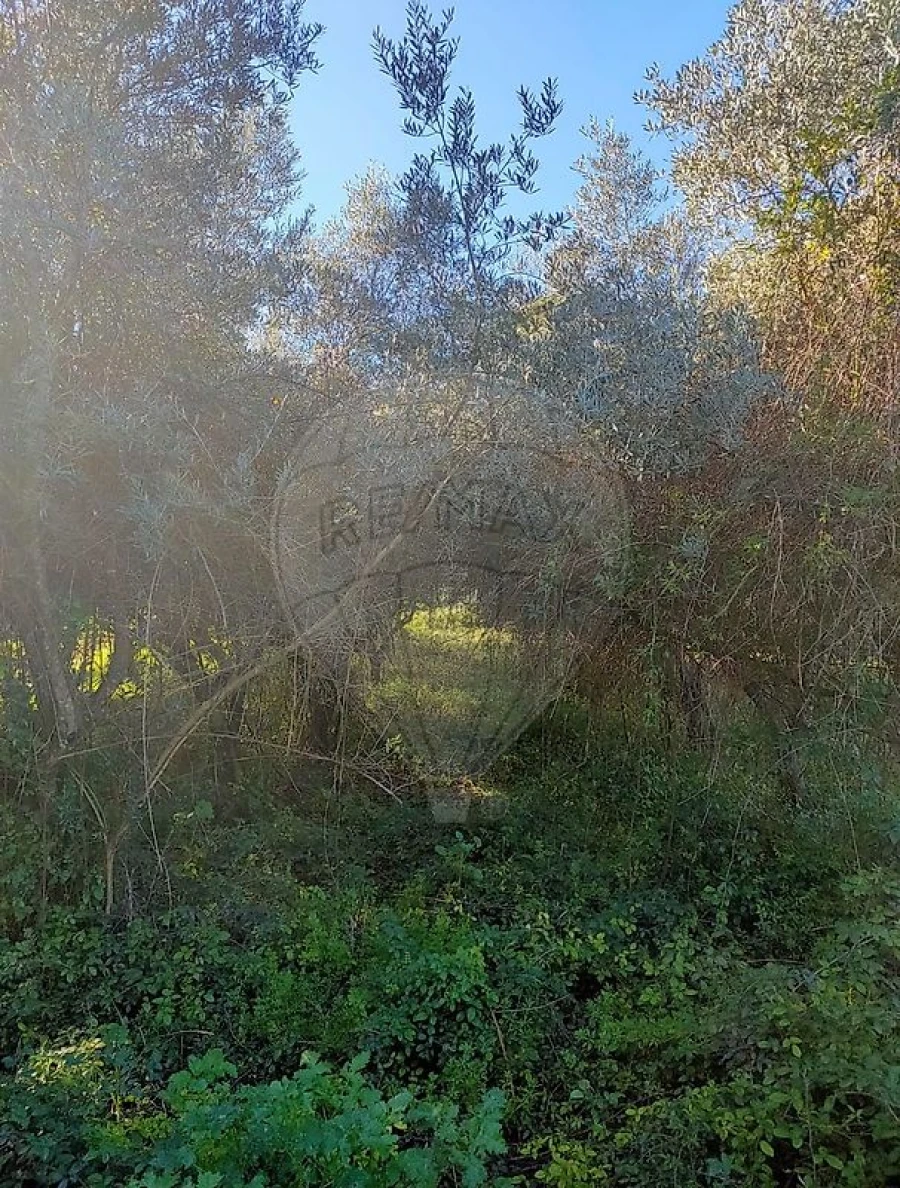 Terreno para Venda em Torres Novas (Santa Maria, Salvador e Santiago) Foto 7