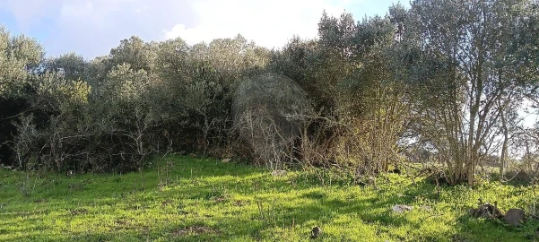 Terreno para Venda em Almargem do Bispo, Pêro Pinheiro e Montelavar