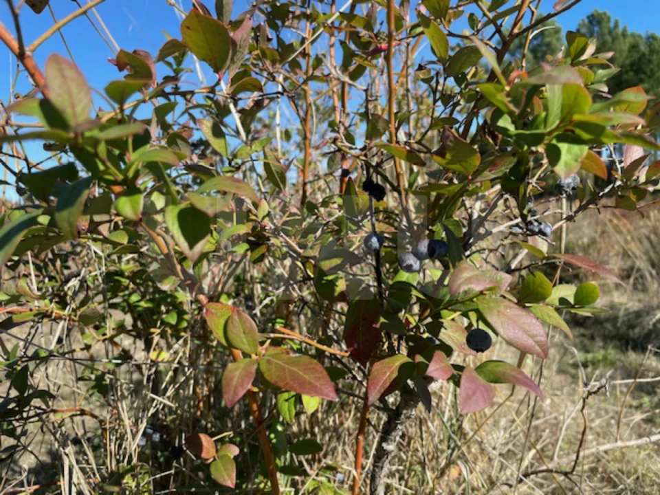 Terreno Agricola ou Rústico para Venda em Orjais Foto 17