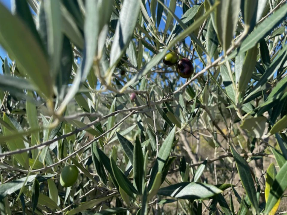 Terreno Agricola ou Rústico para Venda em Orjais Foto 19