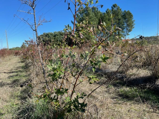 Terreno Agricola ou Rústico para Venda em Orjais Foto 6