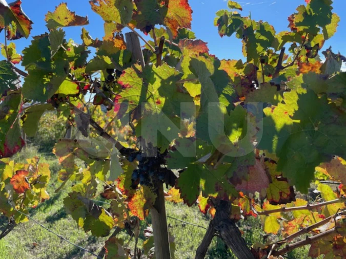 Terreno Agricola ou Rústico para Venda em Orjais Foto 18