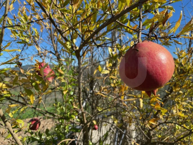 Terreno Agricola ou Rústico para Venda em Orjais Foto 20