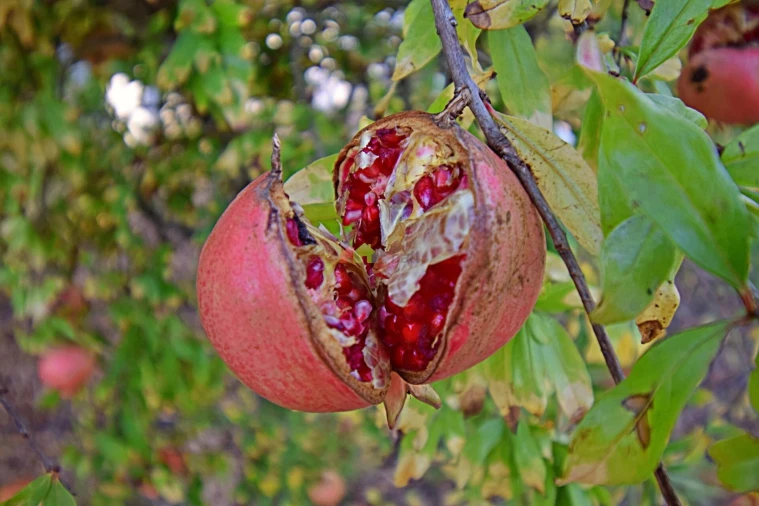 Quinta T5 para Venda em Nossa Senhora da Vila, Nossa Senhora do Bispo e Silveiras Foto 77