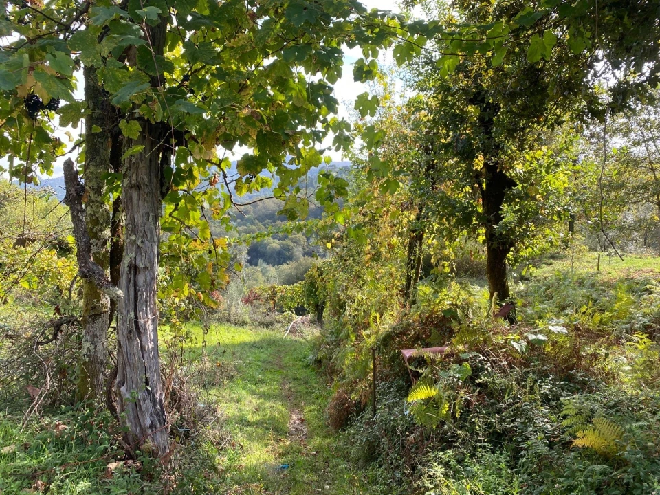 Quinta T1 para Venda em Gondoriz Foto 34