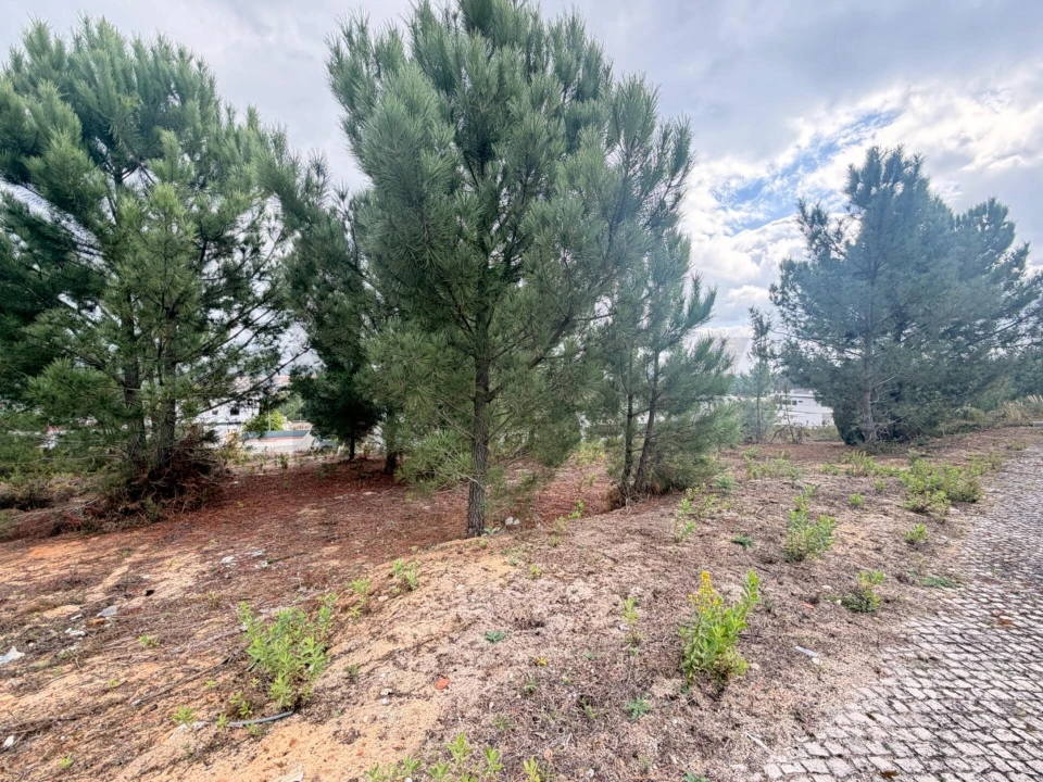 Terreno para Venda em Rio Maior Foto 2