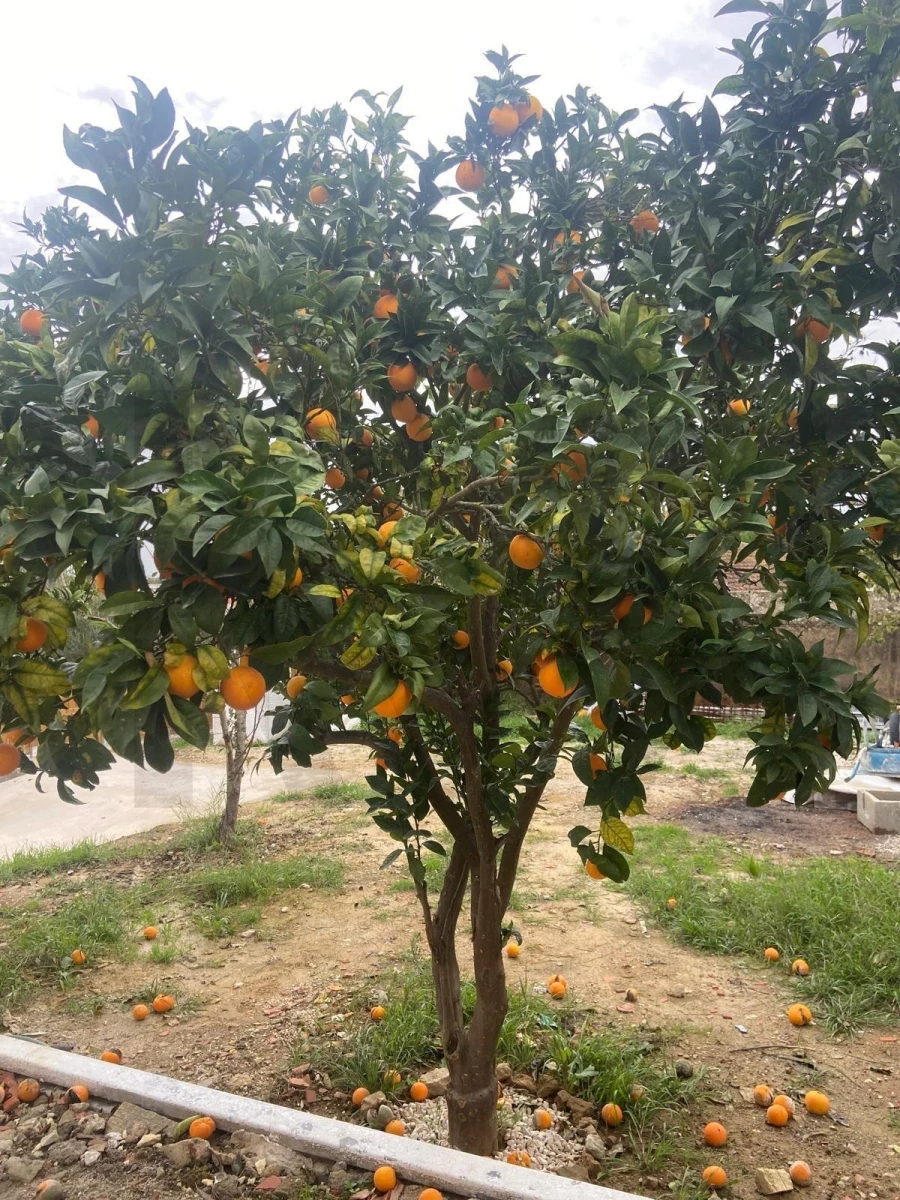 Moradia T2 para Venda em Ventosa Foto 32