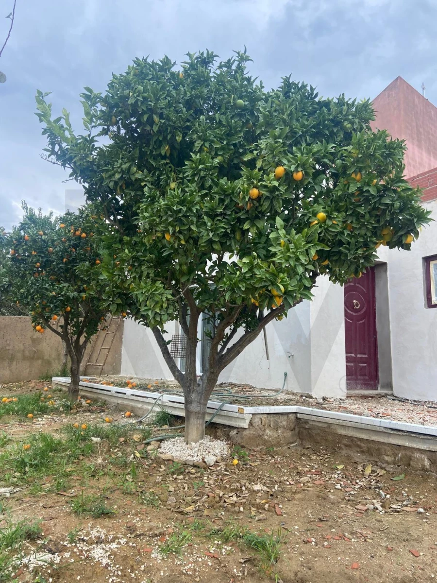 Moradia T2 para Venda em Ventosa Foto 39