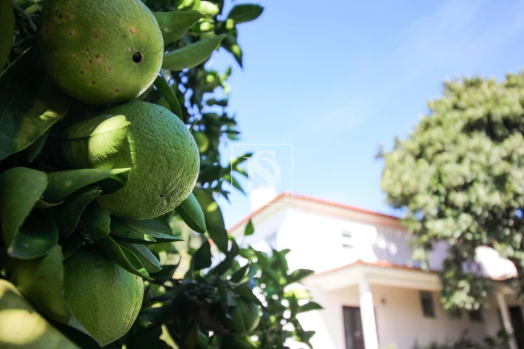 Moradia T4 para Venda em Pousada de Saramagos Foto 59